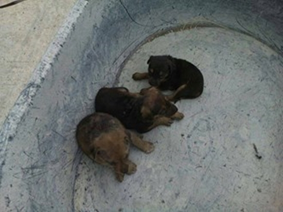 หนุ่มกู้ภัยเป็นใบ้-หูหนวก ช่วยลูกสุนัข 3 ตัว ออกจากซากโบสถ์วัดต้นเชือก