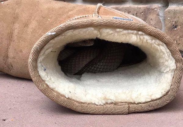 งูในรองเท้าบูท