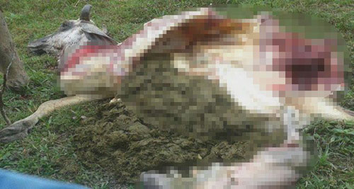 พบแม่วัวใกล้คลอด ถูกฆ่าเอาเนื้ออย่างเหี้ยมโหด 