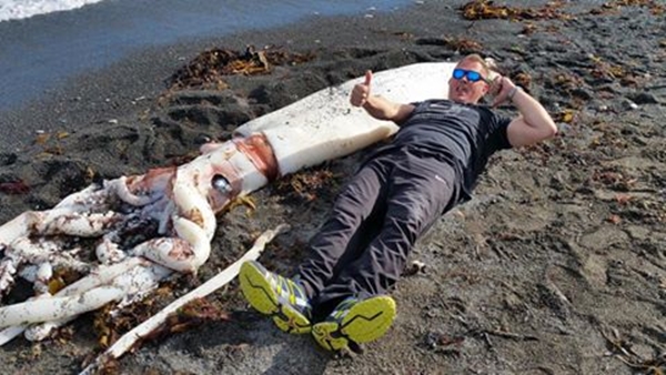 พบซากหมึกยักษ์ ใหญ่เบิ้มขนาด 7 เมตร บนหาดที่นิวซีแลนด์ 