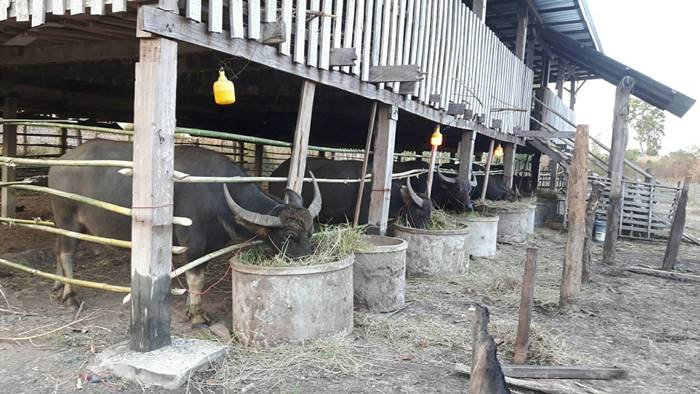 กินเหล้า