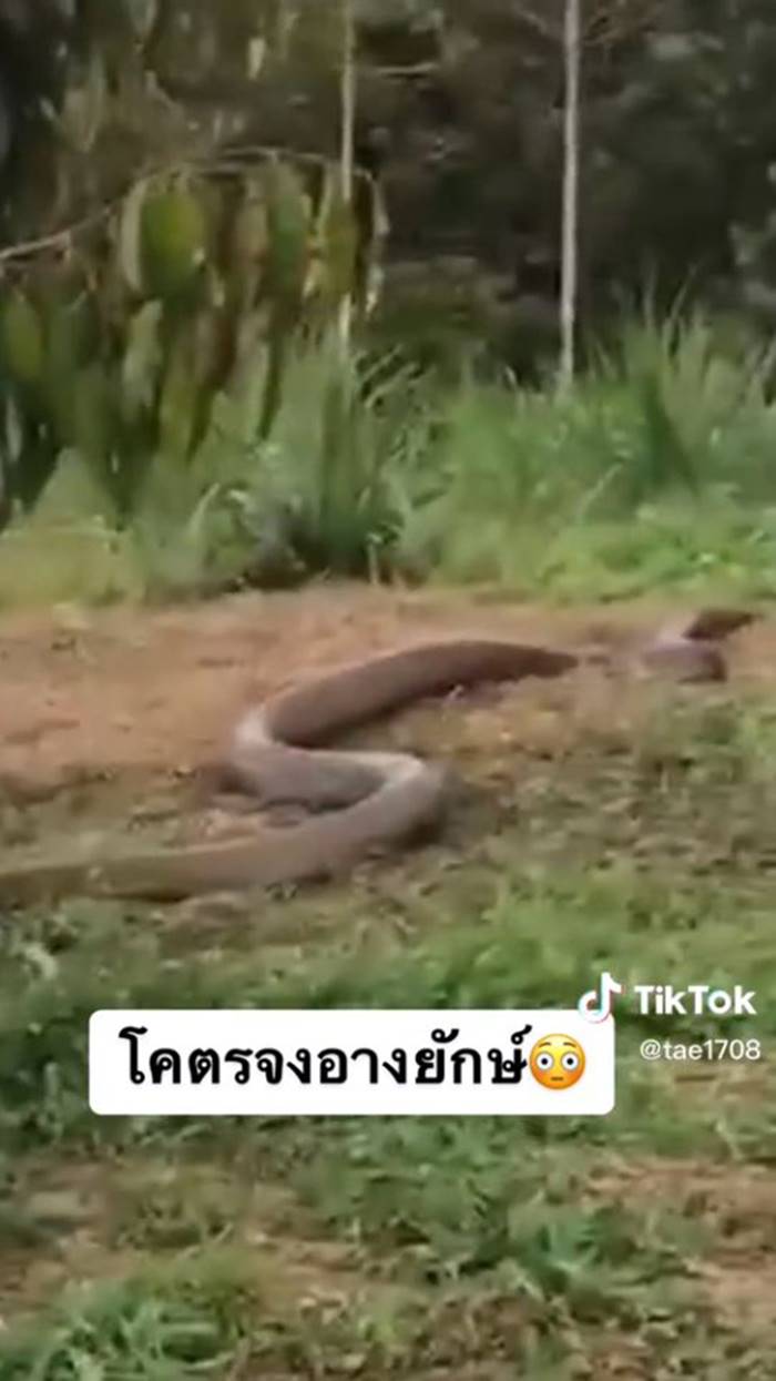 งูจงอาง