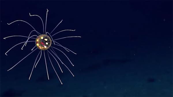   ตื่นตา ชมคลิปแมงกะพรุนมหัศจรรย์จากใต้ทะเลลึก งดงามยังกะภาพ CG 