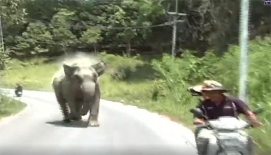 คลิปนาทีระทึก ช้างป่ายะลาวิ่งไล่ทำร้ายช่างภาพ บิดรถหนีเอาตัวรอด 