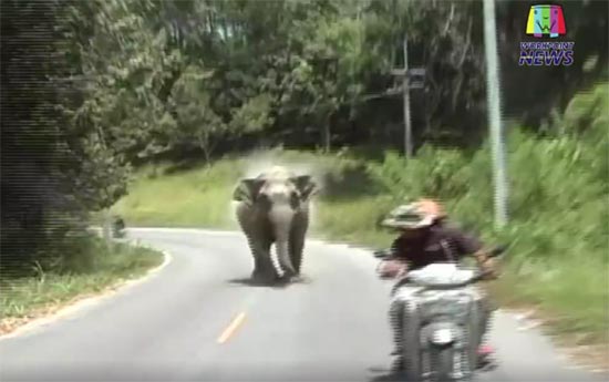 คลิปนาทีระทึก ช้างป่ายะลาวิ่งไล่ทำร้ายช่างภาพ บิดรถหนีเอาตัวรอด