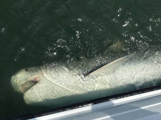 นักตกปลาจับฉลามเสือยาว 3.6 เมตรได้ สุดบังเอิญเป็นตัวเดิมที่เคยจับได้ปีก่อน