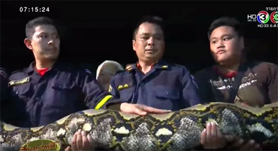 ตะลึง !! กู้ภัยจับงูเหลือมยักษ์ยาว 7 เมตร หนักเกือบ 200 กิโล