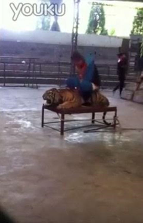 สลดใจ คลิปผู้ดูแลทารุณเสืออย่างโหดร้ายในสวนสัตว์
