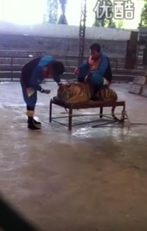 สลดใจ คลิปผู้ดูแลทารุณเสืออย่างโหดร้ายในสวนสัตว์