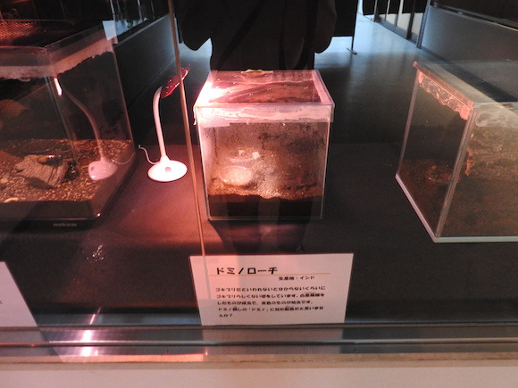 พาทัวร์นิทรรศการแมลงสาบที่ญี่ปุ่น