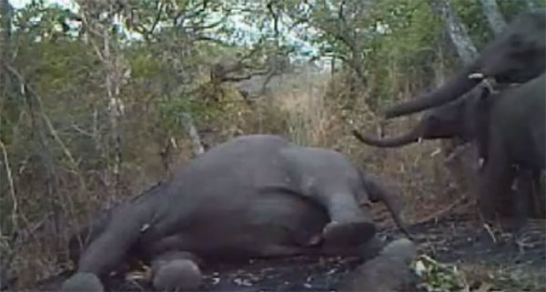  ช้างกลุ่มนี้พยายามปลุกเพื่อนให้ฟื้น หลังถูกฆ่าเอางา