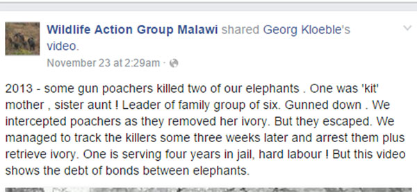 สุดสะเทือนใจ ช้างกลุ่มนี้พยายามปลุกเพื่อนให้ฟื้น หลังถูกฆ่าเอางา