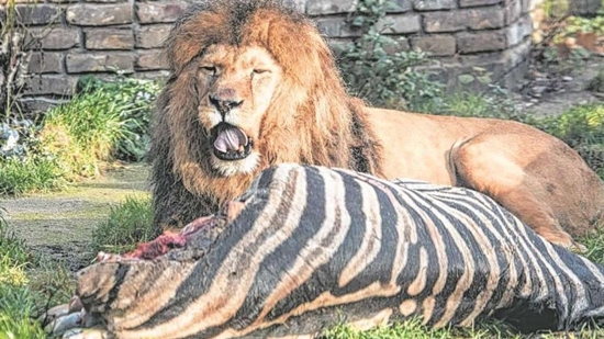 ผู้ชมสวนสัตว์ช็อก สิงโตเขมือบม้าลายตัวใหญ่คากรง กลายเป็นอาหารโอชะ