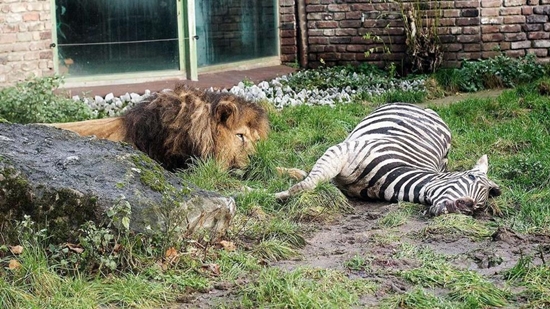 ผู้ชมสวนสัตว์ช็อก สิงโตเขมือบม้าลายตัวใหญ่คากรง กลายเป็นอาหารโอชะ
