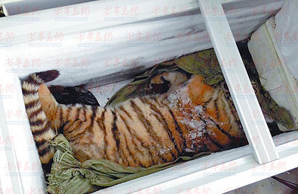 เศร้า...ลูกเสือตกใจเสียงพลุตรุษจีน วิ่งตกตึก 11 ชั้น ตายจมกองเลือด