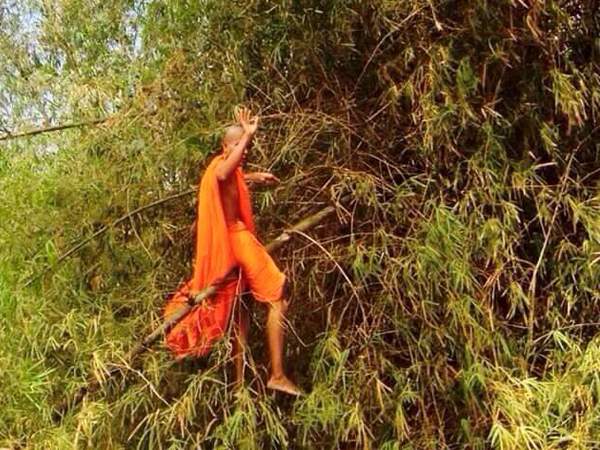 แชร์กันทั้งบาง ! ภาพหลวงพี่ติดบนต้นไผ่ เฉลยแล้วขึ้นไปทำอะไร แชร์กันทั้งบาง ! ภาพหลวงพี่ติดบนต้นไผ่ เฉลยแล้วขึ้นไปทำอะไร