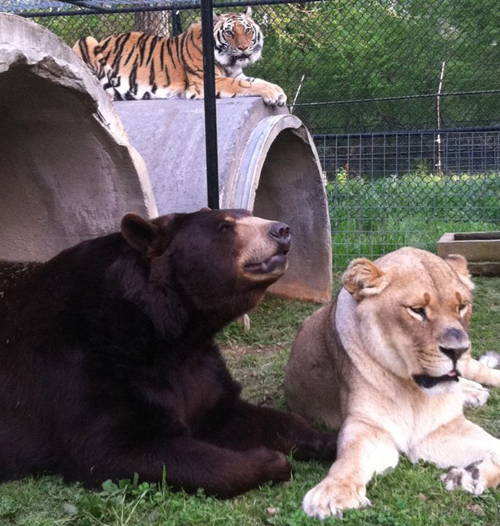 ชมภาพสุดอบอุ่นของ 3 เพื่อนซี้ หมี เสือ สิงโต