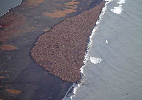 วอลรัส 35,000 ตัว เกยตื้นบนชายหาดสหรัฐฯ ย้ำปัญหาโลกร้อน