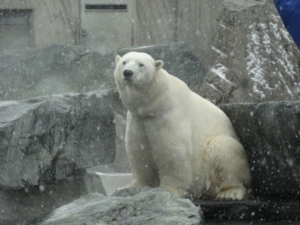 หมีขั้วโลก
