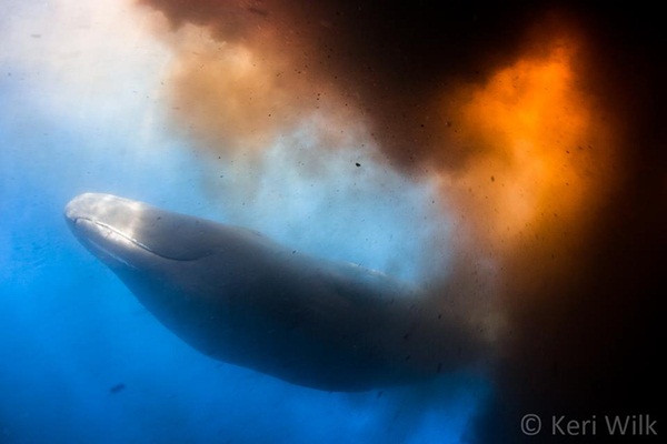ตากล้องตกอยู่ในดงอุนจิวาฬ
