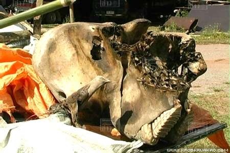 พบซากช้างป่าถูกฆ่าเอางา ในอุทยานฯ น้ำหนาว