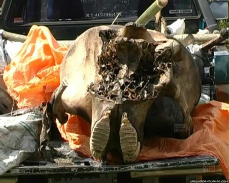 พบซากช้างป่าถูกฆ่าเอางา ในอุทยานฯ น้ำหนาว