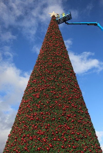 ตระการตา! ต้นคริสต์มาสสูงที่สุดในอังกฤษ ประดับไฟกว่า 1 แสนดวง