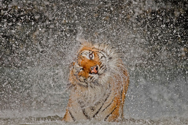 ภาพเสือไทยสะบัดน้ำ คว้าสุดยอดภาพถ่ายจาก National Geographic 2012