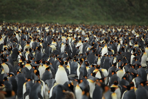 เยอะเว่อร์! ฝูงเพนกวินออกหาอาหารพร้อมกันนับแสนตัว