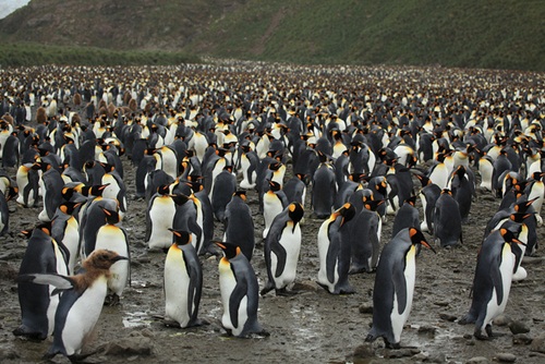 เยอะเว่อร์! ฝูงเพนกวินออกหาอาหารพร้อมกันนับแสนตัว