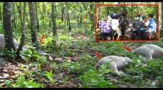 ฟ้าผ่ารถยนต์