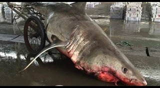 ฉลามขาว