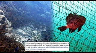 เกาะโลซิน