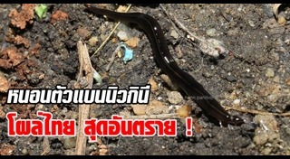 หนอนแบนนิวกินี