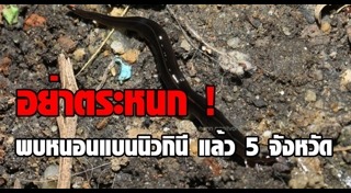 หนอนแบนนิวกินี