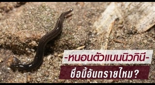 หนอนแบนนิวกินี