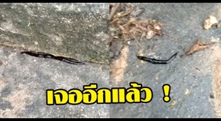 หนอนแบนนิวกินี