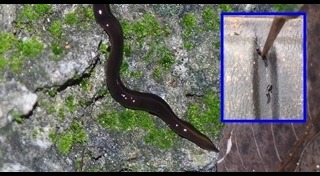 หนอนแบนนิวกินี