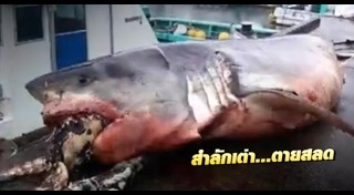 ฉลามขาว