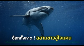 ฉลามขาว