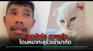 แมวเซเลบ