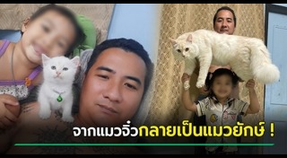 แมวเซเลบ