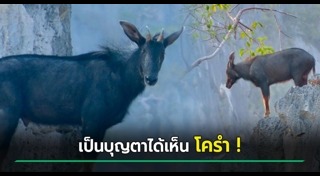 สัตว์ป่าสงวน