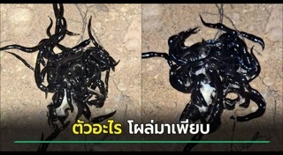 หนอนแบนนิวกินี