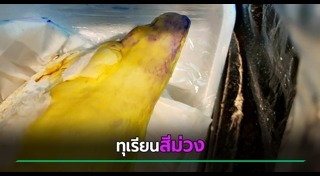 ทุเรียน