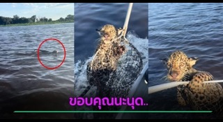 ช่วยเหลือสัตว์