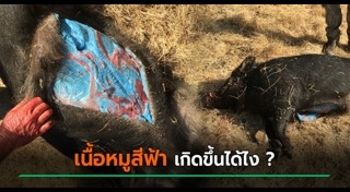 หมูป่า