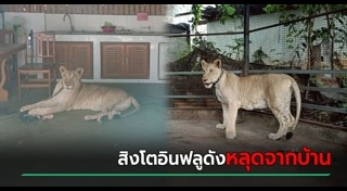 เลี้ยงสัตว์