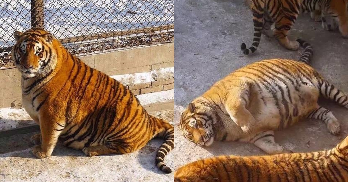 Годы после тигра. Жирный тигр. Ожиревший тигр. Амурские ти ры растолстели. Пухлый тигр.