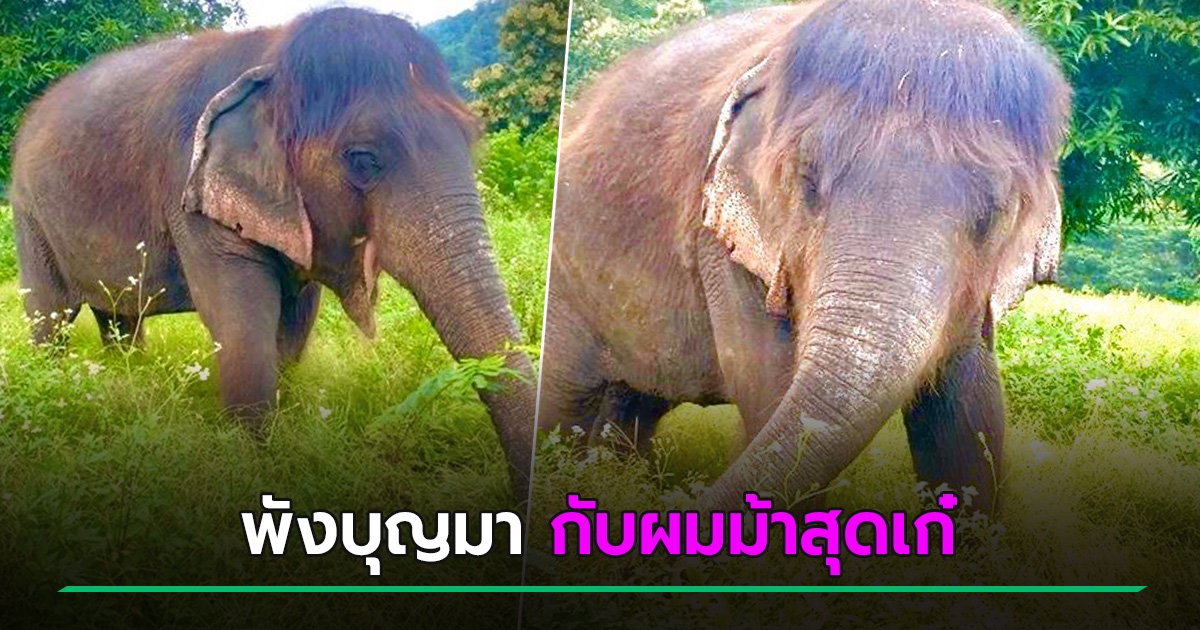 ค ณยายช าง พ งบ ญมา ว ย 70 ป ก บผมม าส ดเก ผมดก